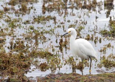 Bir Snowy Egret, küçük beyaz balıkçıl, bataklık suda yiyecek arayan ayakta kapatın. 
