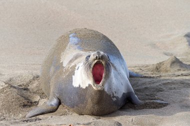 Female elephant seal pregnant hauling out on the beach in Central California, mouth open vocalizing. clipart