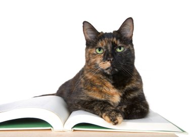 Yeşil gözlü güzel Kaplumbağa kabuğu kedi, doğrudan izleyici bakarak ahşap masa üzerinde bir hikaye kitabı üzerine döşeme. Beyaz üzerine izole edilmiş. Hikaye zamanı, ulusal uluslararası kitap günü eğitim temaları
