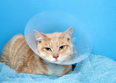 turuncu ve beyaz tabby kedi ameliyat sonrası kendine zarar önlemek için bir elizabeth yaka giyiyor. Utanç konisi de denir..