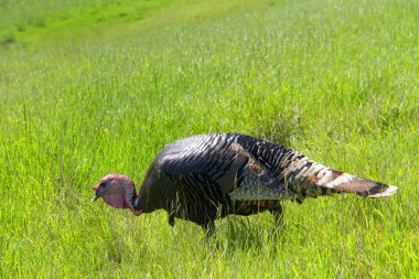 Kuzey Kaliforniya'da çimenli bir yamaçtan yürüyen erkek hindi. Yabani hindiler.