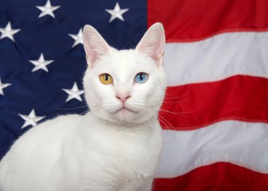 Heterokromi (tek gözlü) doğrudan izleyiciye bakan beyaz bir kedi portresi. Arka planda Amerikan bayrağı. Vatansever hayvan teması.