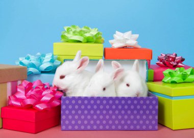 Üç küçük beyaz albino bunnies bir doğum günü hediye kutusu, yay ile parlak renkli parti hediyeleri ile çevrili dışarı zirve. Mavi arka plan