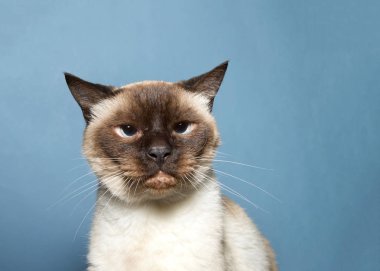 Portrait of a senior Siamese cat, 16 years old, grumpy looking, looking at viewer. Blue background. As of 2017, the domestic cat was the second-most popular pet in the U.S. clipart