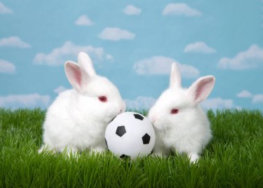Two white albino baby bunnies with a soccer ball in green grass with blue sky background clouds.  clipart