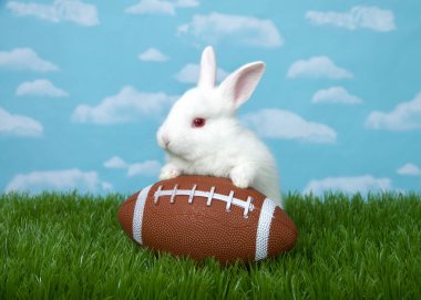 White albino baby bunny rabbit with a American football in green grass with blue sky background clouds.  clipart