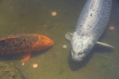 nishikigoi olarak da adlandırılan bir Koi yakın görüntülemek için, açık koi gölet dekoratif amaçlar için tutulur Amur sazan renkli bir çeşitleri, yosun aşırı bulanık.