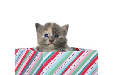 Adorable grey and orange diluted tortie baby kitten with blue eyes peaking out of a colorful striped present box on pink background looking directly at viewer. Isolated on white background clipart
