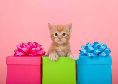 Turuncu zencefil tabby kedi yavrusu parlak pembe arka plan ile renkli doğum günü hediyeleri dışarı zirve.