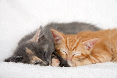 Yakın seyreltilmiş calico kedi yavrusu ve portakal zencefil tabby kedi koyun derisi battaniye üzerinde uyuyan birlikte snuggled kadar.