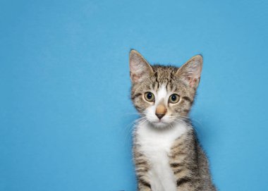 Görüntüleyiciye bakan siyah bronz ve beyaz bir tekir yavrusu portresi, kopya alanı ile mavi arka plan.