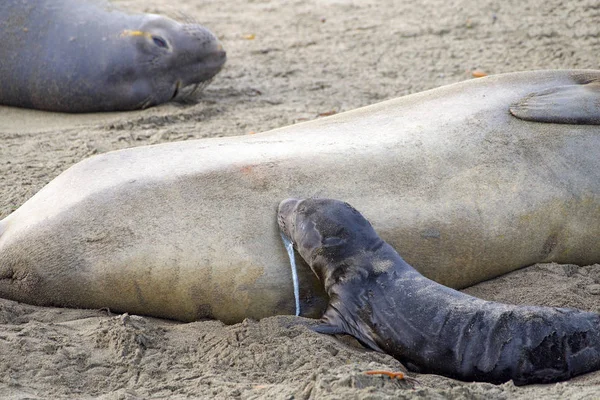 Recém Nascido Elefante Foca Filhote Cachorro Amamentando Pela Primeira Vez — Fotografia de Stock