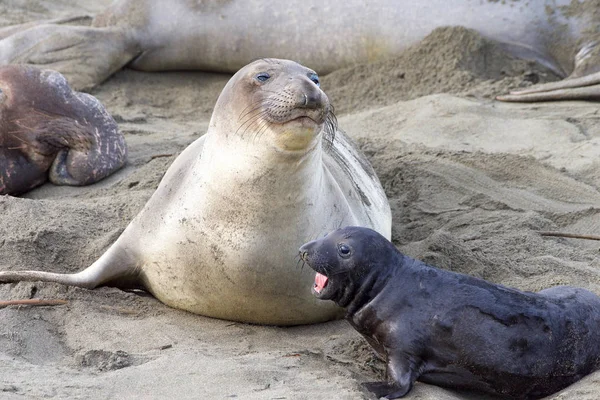 elephant seal pup next to mom. The mothers will fast and nurse up to 28 days, providing their pups with rich milk. Pups weigh 75 pounds at birth and gain approx 10 pounds a day nursing.