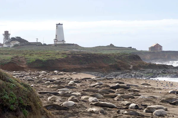 Latarnia Morska Piedras Blancas Centralnym Wybrzeżu Kalifornii Point Piedras Blancas — Zdjęcie stockowe