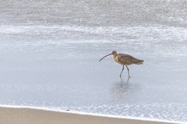 Cerlew Walking Surf Beach Cerlew Characterized Long Slender Curved Bills — Stock Photo, Image