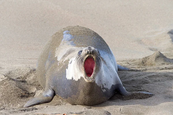 Female Elephant Seal Pregnant Hauling Out Beach Central California Mouth — Stock Photo, Image