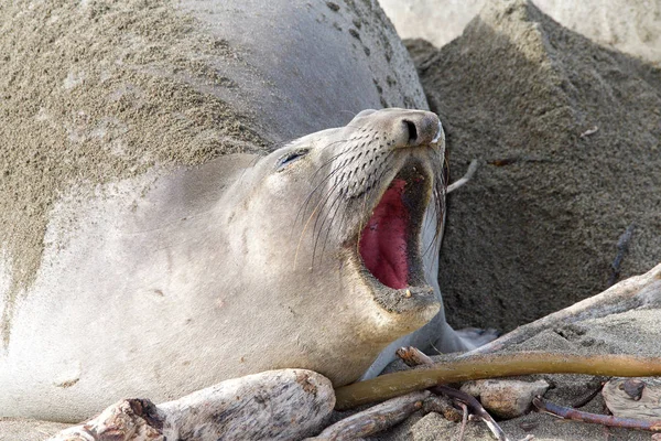 Kobieta Słoń Pieczęć Ciąża Ciągnięcie Plaży Centralnej Kalifornii Usta Otwarte — Zdjęcie stockowe