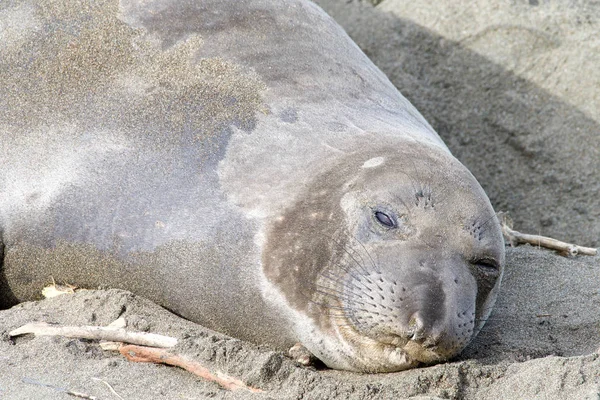 Retrato Cerca Una Foca Elefante Hembra Arrastrada Playa Ojos Parcialmente —  Fotos de Stock