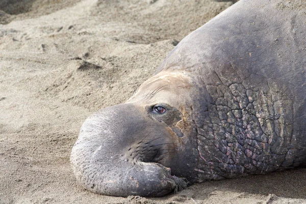 Retrato Cerca Elefante Macho Una Playa — Foto de Stock