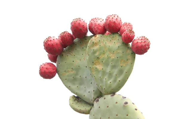 Prickly Päron Kaktus Med Många Frukt Isolerad Vit Bakgrund — Stockfoto
