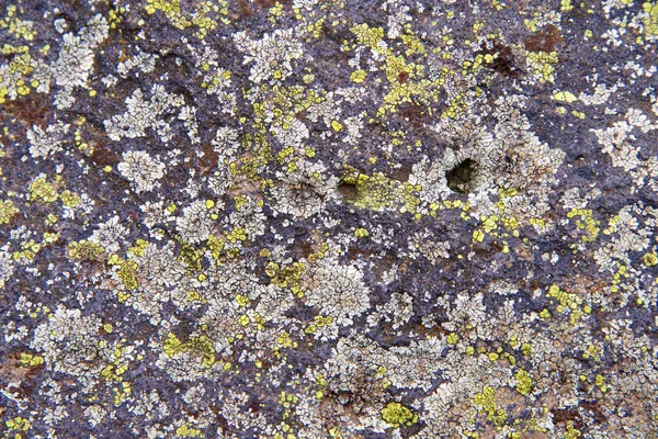 Close Concrete Structure Covered White Yellow Green Lichen Lichens Come — Stock Photo, Image