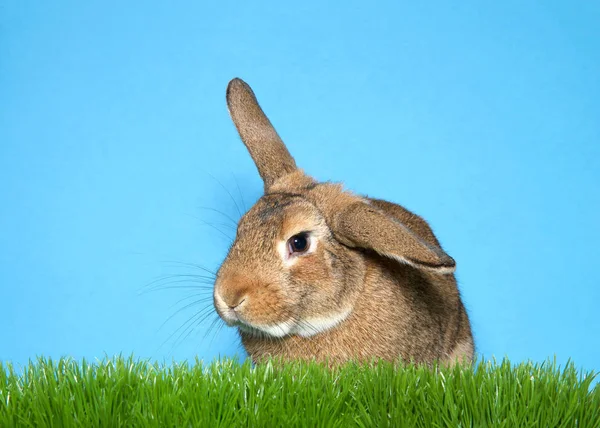 Retrato Conejo Palomino Marrón Blanco Sentado Hierba Verde Con Fondo —  Fotos de Stock