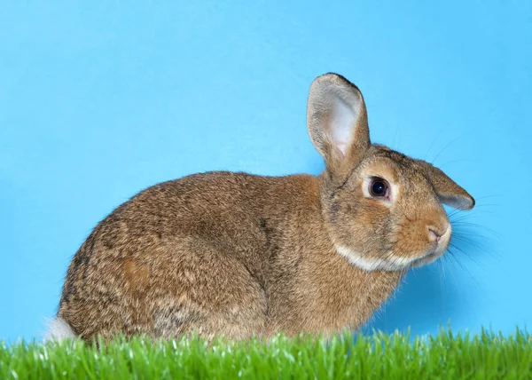 棕色和白色帕洛米诺兔子坐在绿色草与蓝色背景的配置文件视图 — 图库照片