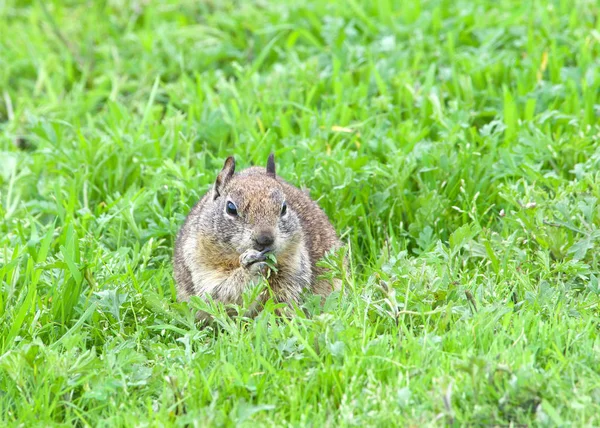 地松鼠吃新鲜的绿草丰富后 最近下雨 地面松鼠在察觉到附近的危险时 就倾向于用后腿站起来 — 图库照片