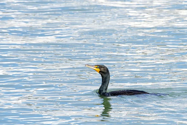 Cormoran Aigrettes Nageant Dans Lac — Photo