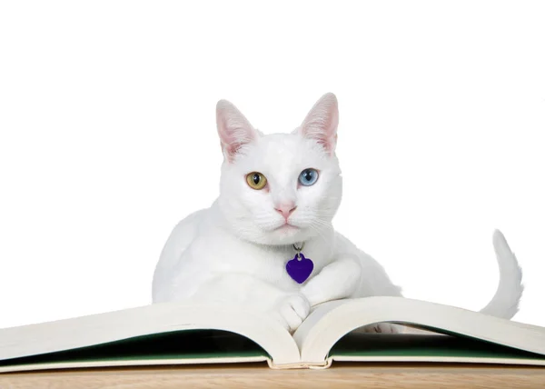 Gyönyörű Fehér Macska Heterochromia Furcsa Szemmel Szóló Történet Könyvet Asztal — Stock Fotó