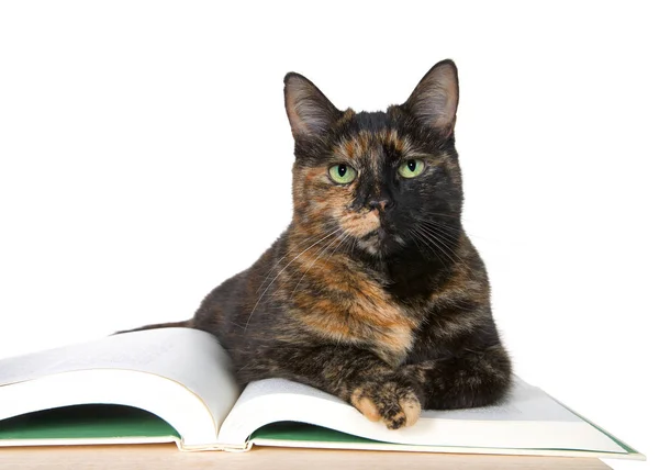 Красива Кішка Тортоїзелл Зеленими Очима Покладена Історію Книги Дерев Яний — стокове фото