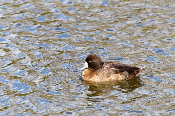bir ortak altıngöz dişi ördek yüzme. Kanada ve kuzey ABD'de boreal ormanların göl ve nehirlerde bulunan agresif ve bölgesel ördek.
