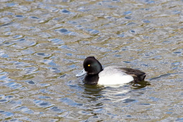 Canard Rouge Mâle Qui Nage Canard Agressif Territorial Présent Dans — Photo