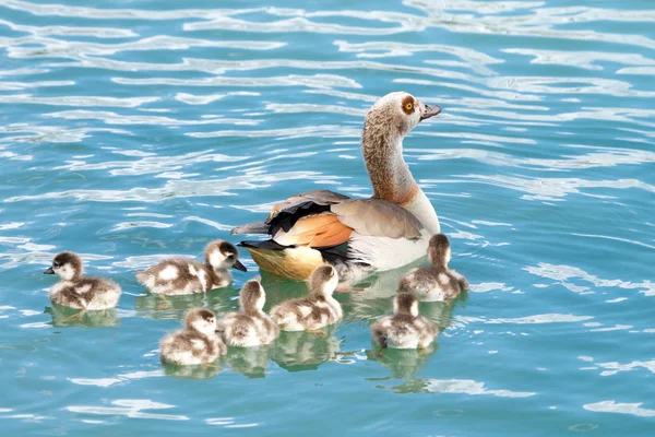 Oie Égyptienne Nageant Avec Des Goslings Les Oies Égyptiennes Étaient — Photo