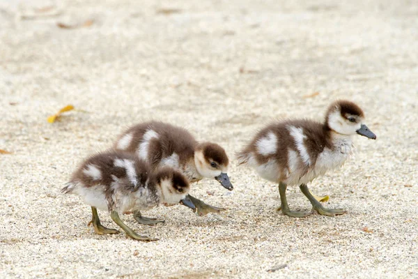 Gansos Egípcios Caminhar Sozinhos Solo Arenoso Gansos Egípcios Foram Considerados — Fotografia de Stock