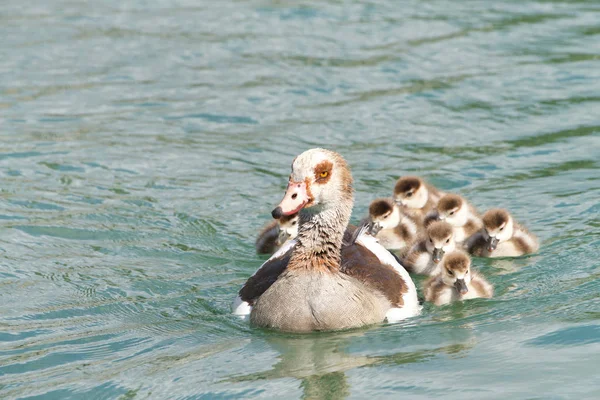 Oie Égyptienne Nageant Avec Des Goslings Les Oies Égyptiennes Étaient — Photo