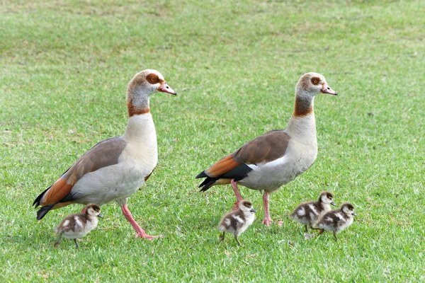 Oies Égyptiennes Marchant Avec Des Goslings Dans Herbe Verte Les — Photo