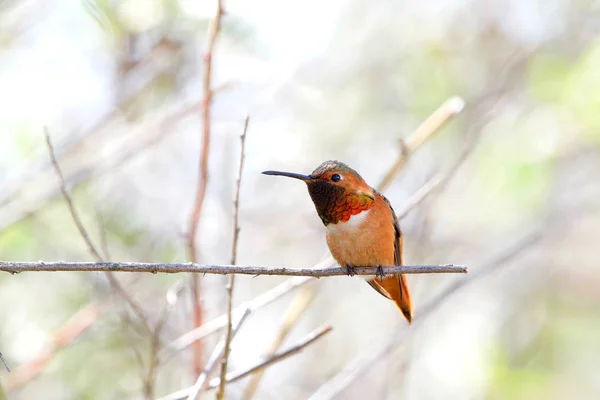 Colibrí Macho Allen Posado Una Rama Común Solo Los Pinceles — Foto de Stock