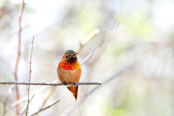 Manlig Allen Hummingbird Uppflugen Gren Vanligt Endast Brushy Woods Trädgårdar — Stockfoto