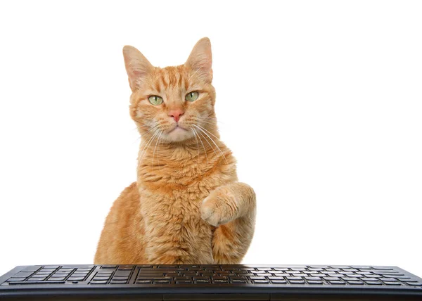 배경에 컴퓨터 키보드위에 도달하는 무성한 주황색 고양이 뷰어를 있습니다 — 스톡 사진
