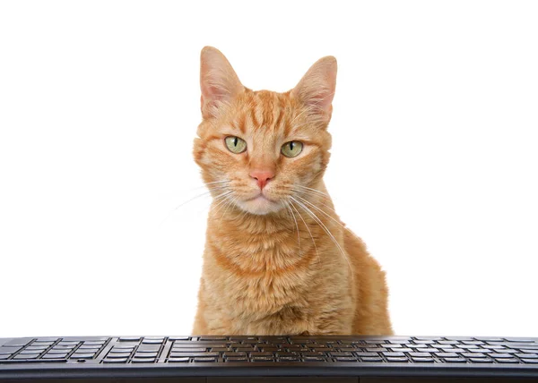 Одна Пухнаста Помаранчева Кішка Дивиться Через Комп Ютерну Клавіатуру Ізольовано — стокове фото