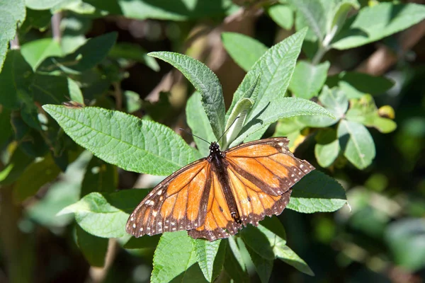 破烂的君主蝴蝶与折断的翅膀在绿叶 它可能是最熟悉的北美蝴蝶 被认为是一个标志性的授粉物种 顶部视图 — 图库照片