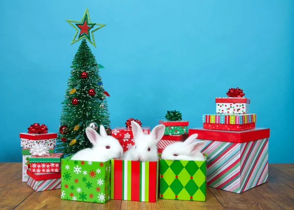 Троє Кроликів Альбіносів Білого Кольору Різдвяних Подарункових Коробках Оточених Більшою — стокове фото