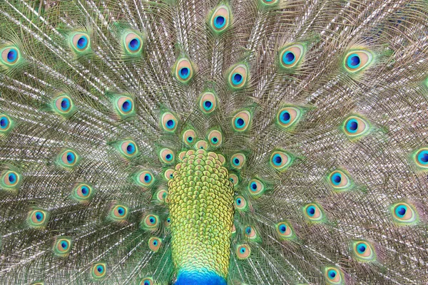 Mannelijke Peacock Staartveren Als Vogel Leunend Uit Het Frame Extreme — Stockfoto