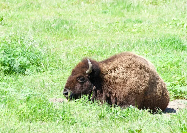 Bison Amérique Étendu Dans Herbe Verte Par Une Journée Venteuse — Photo