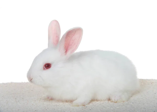 Очаровательный Белый Кролик Альбинос Присел Одеяло Овчины Изолированное Белом Фоне — стоковое фото