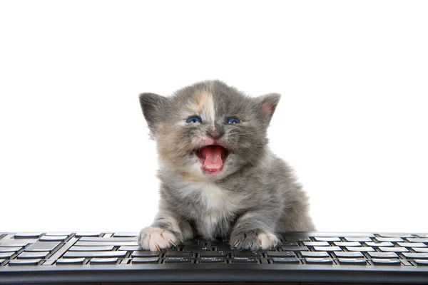 Urocza Mała Rozcieńczona Szylkret Kitten Siedzi Klawiaturze Komputera Patrząc Usta — Zdjęcie stockowe