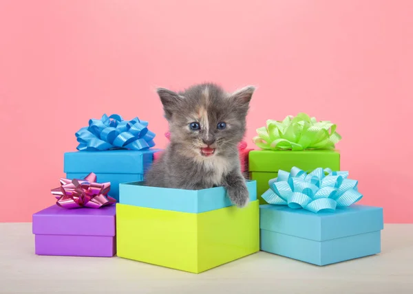 Diluted Tortie Tabby Kitten Peaking Out Colorful Birthday Presents Bright — Stock Photo, Image