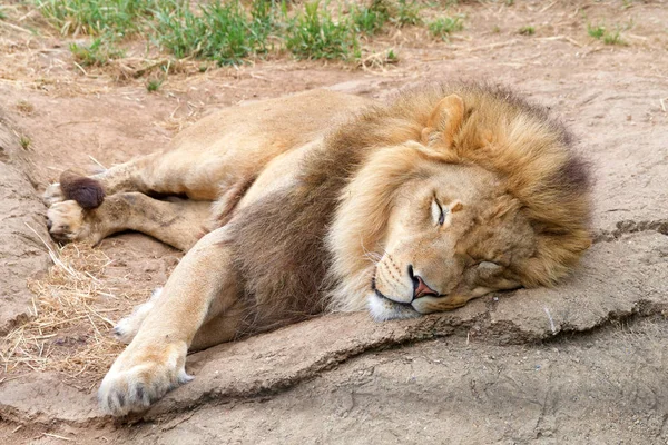 Leão Macho Deitado Sobre Uma Pedra Tremendo Dormindo Leões Machos — Fotografia de Stock