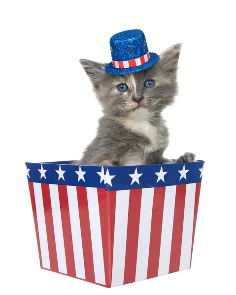 Tiny Utspädd Sköldpadd Kattunge Sitter Röd Vit Och Blå Patriotiska — Stockfoto